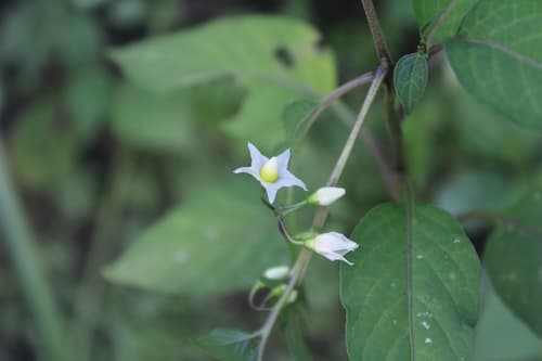 Solanum morellifolium
