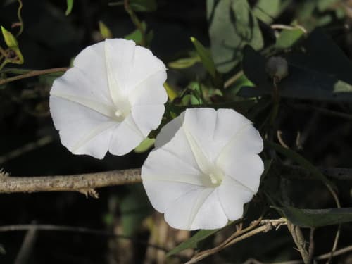 Ipomoea puncticulata