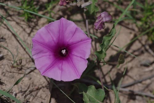 Ipomoea crispa