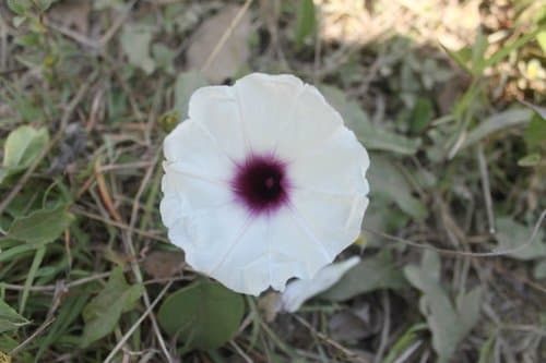 Ipomoea squamosa
