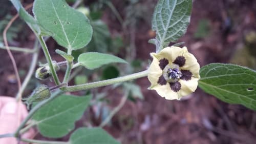 Narrow-calyx Groundcherry