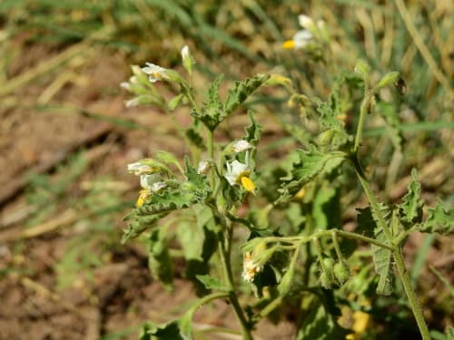 Orach-leaved Nightshade