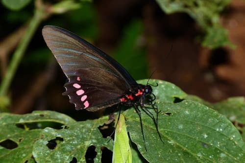 Parides orellana