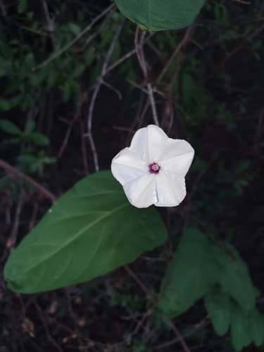Ipomoea lapathifolia