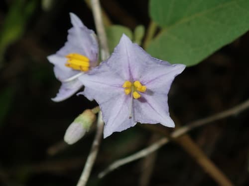 Solanum lapidosum