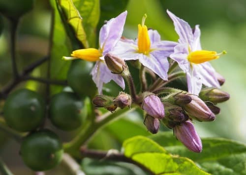 Soapbush Nightshade