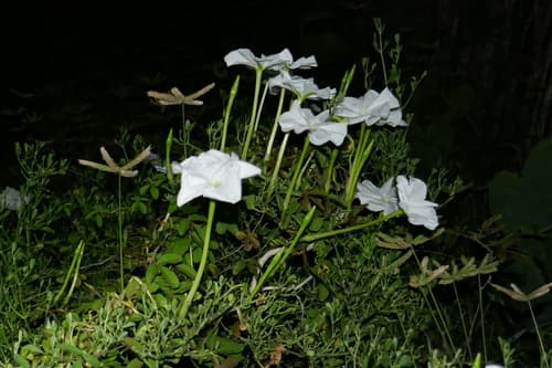 Ipomoea longituba