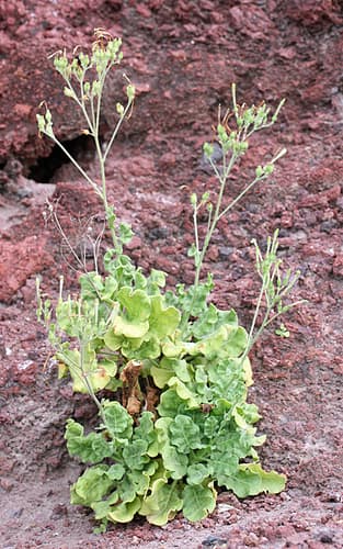 Nicotiana stocktonii