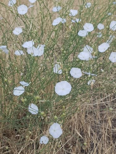 Convolvulus chondrilloides