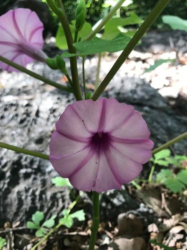 Stictocardia queenslandica