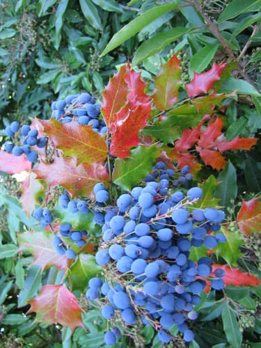 Oregon Grape