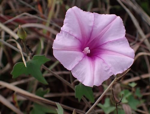 Ipomoea papilio