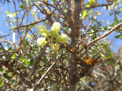 Caiophora stenocarpa