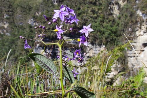 Solanum sanchez-vegae