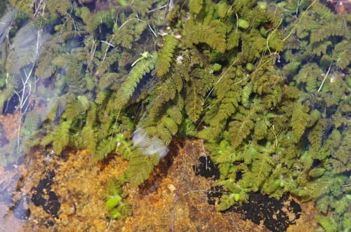 Hydrostachys Fimbriata