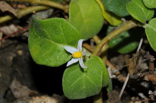 Solanum miyakojimense