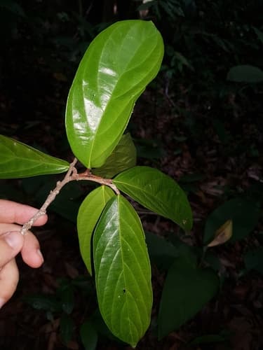 Ampelocera macrocarpa