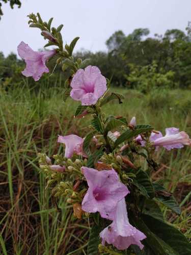 Ipomoea argentea