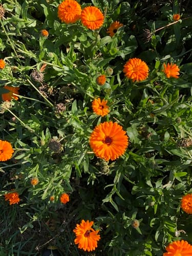 Pot Marigold