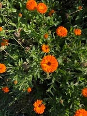 Pot Marigold
