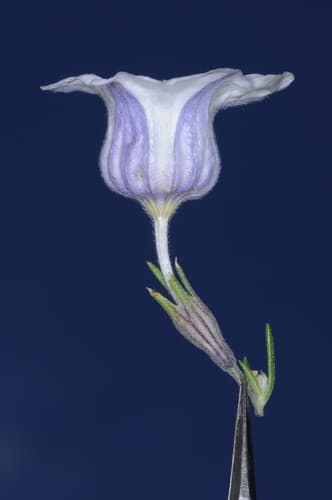 Nierembergia tucumanensis