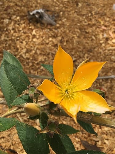 Mentzelia arborescens