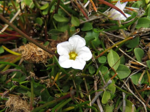 Nierembergia spathulata