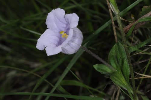 Nierembergia veitchii