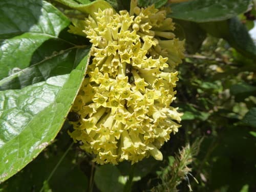 Humboldt cestrum