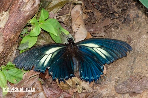 Papilio xanthopleura