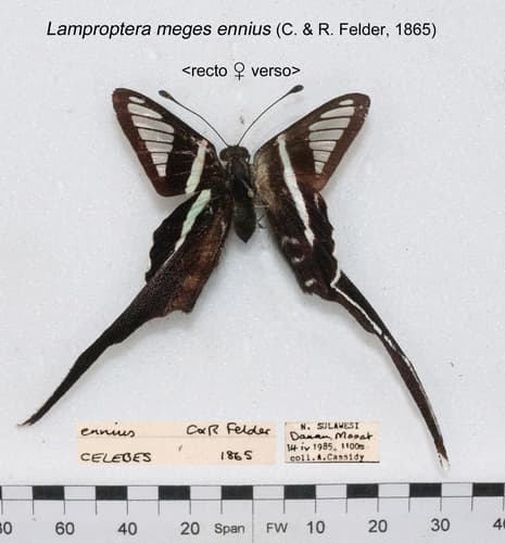Lamproptera ennius