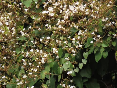 Tridynamia spectabilis