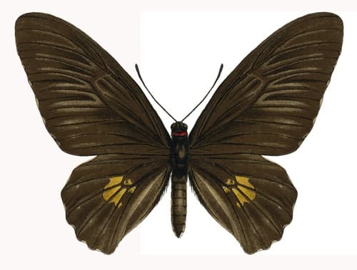 Talaud Black Birdwing