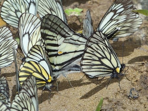 Subalpine Swordtail Butterfly