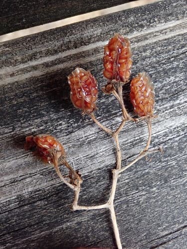 Dimorphispinum Nightshade