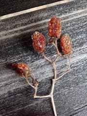 Dimorphispinum Nightshade