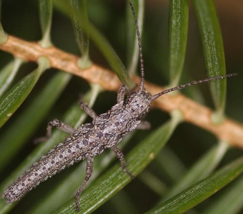 Santa Rita Mountains Timema