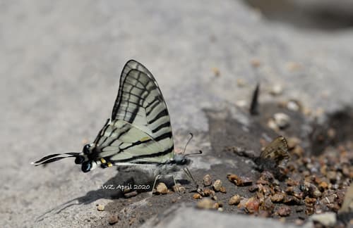 Graphium hoeneanus