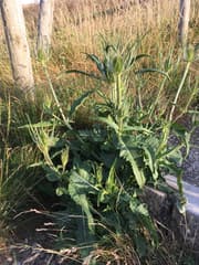Teasel