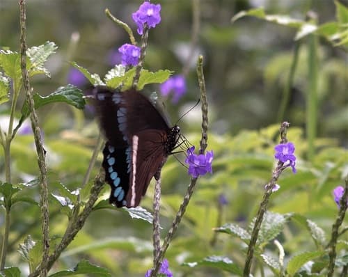 Papilio aristophontes
