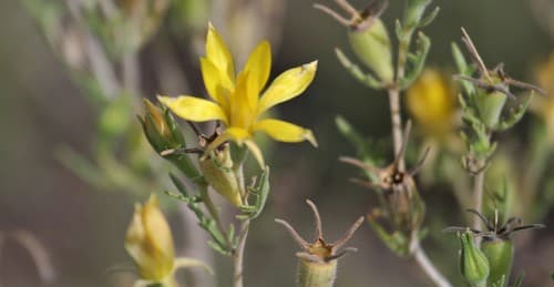 Holmgren's Stickleaf