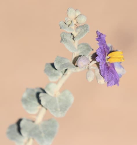 Desert Nightshade