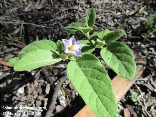 Solanum johnsonianum