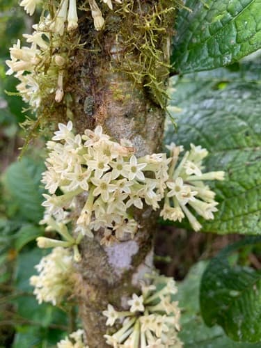 Acuminate Cestrum