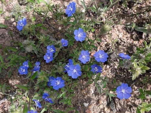 Evolvulus frankenioides