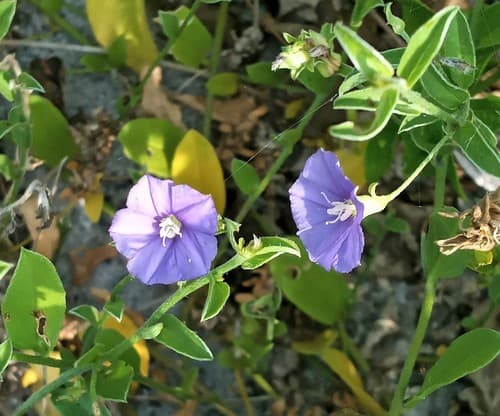 Convolvulus jefferyi