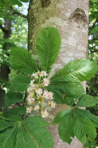 Horse Chestnut
