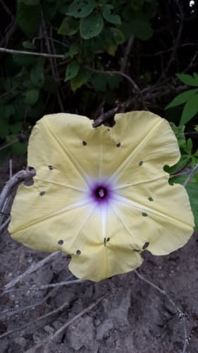 Ipomoea tuberculata