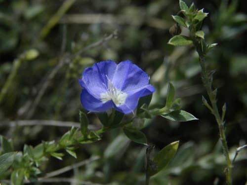Evolvulus helianthemifolius