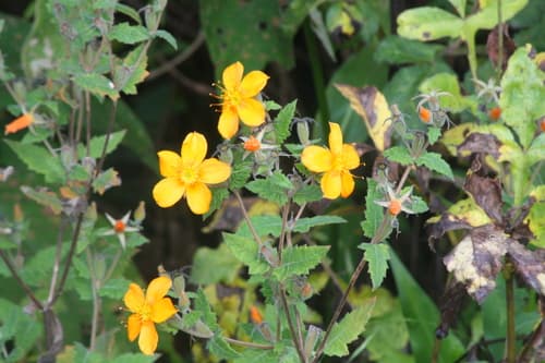 Streambank Blazingstar